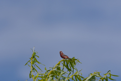猿が鳴く