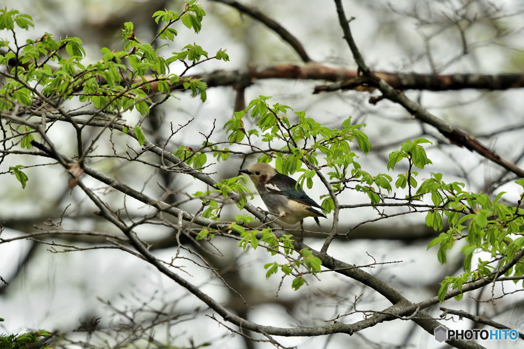 デコレーション