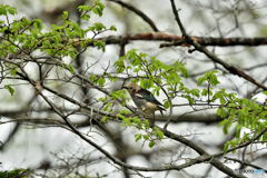 デコレーション