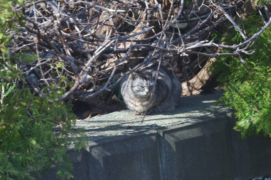 野良の春