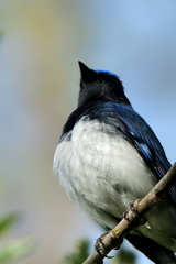 青い鳥