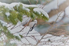 雪ん子天使