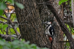 ちょっとダンディー