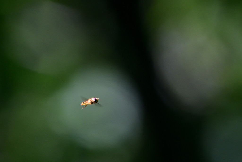 Mr.Bee
