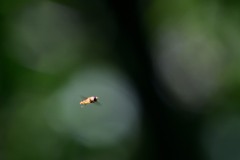 Mr.Bee