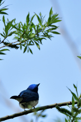 青い鳥みつけた