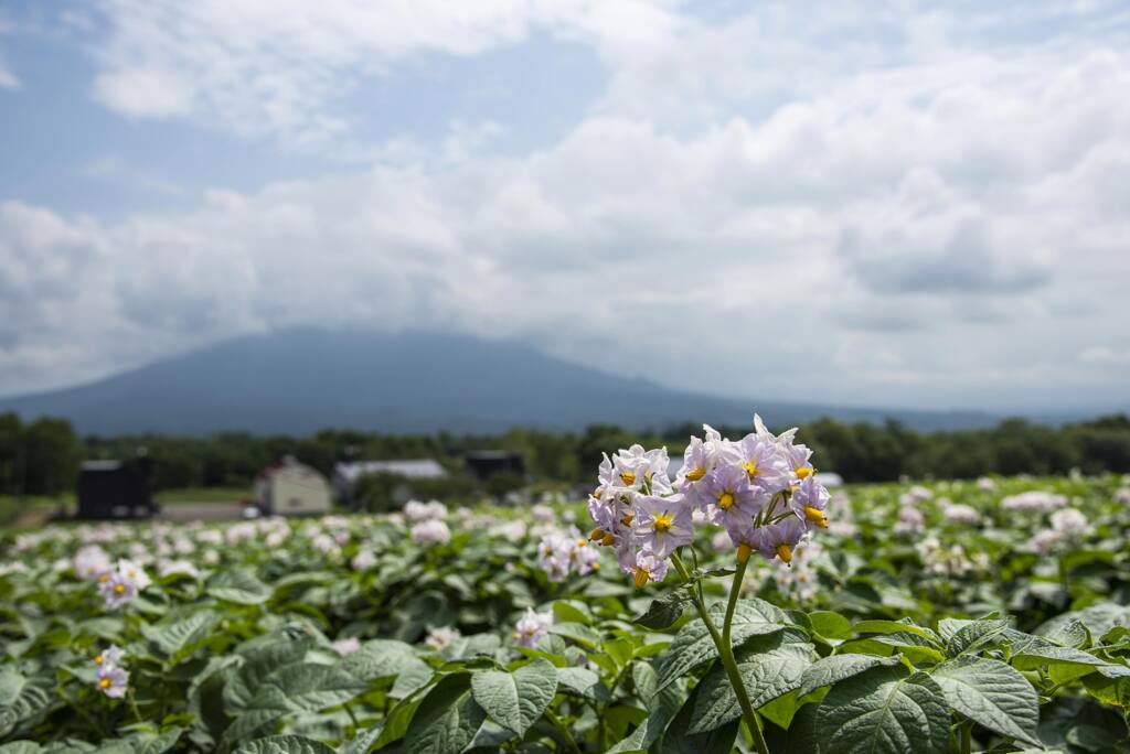 じゃがいも畑の夏物語