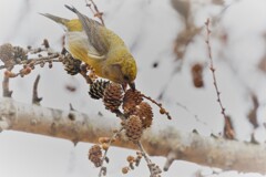 貪食の春