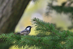 小粒な秋