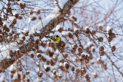 雪見食堂