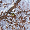 雪見食堂