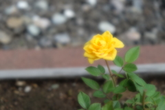 薔薇一輪