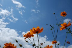 空にゆれて
