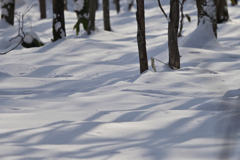 森は雪に閉ざされて