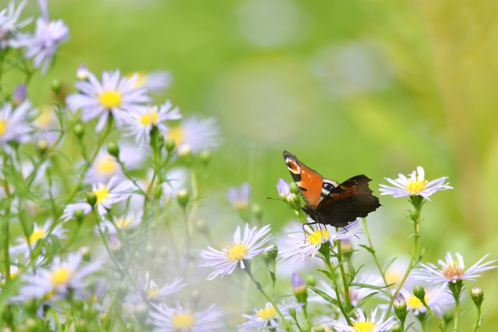 何となく爽やか