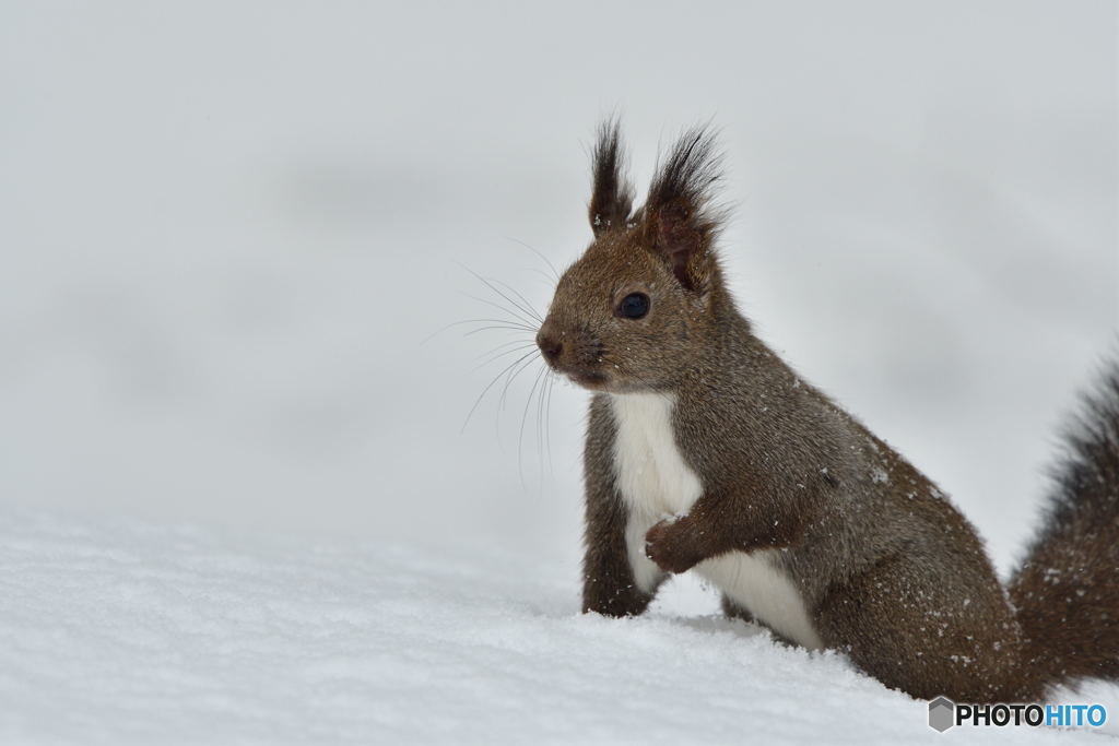雪合戦