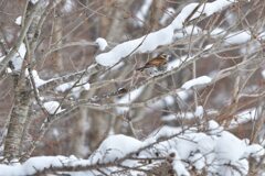 雪つぐみ