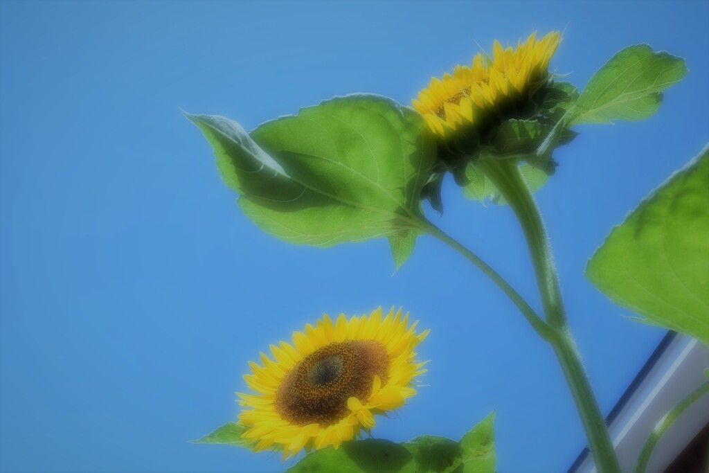 夏空へ