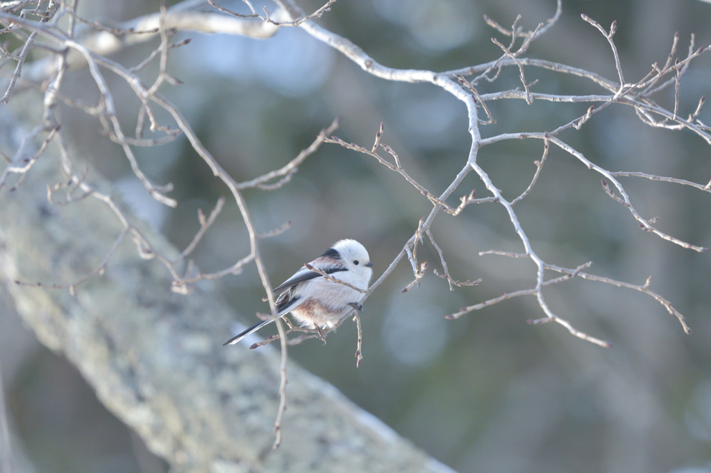 ぽっちゃり天使
