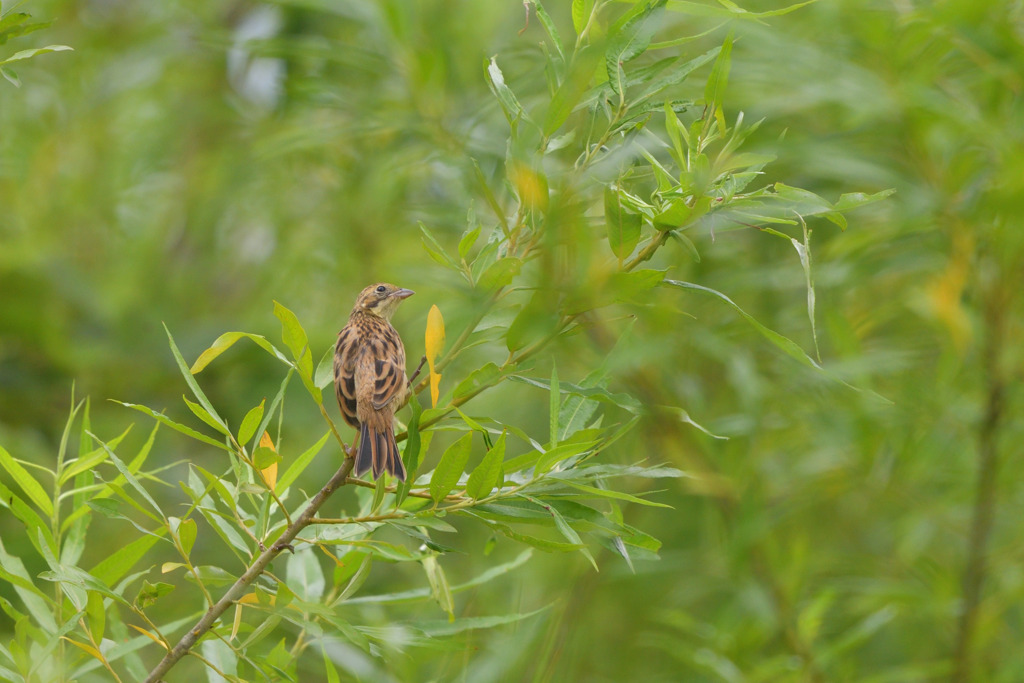 ヤングジェネレーション