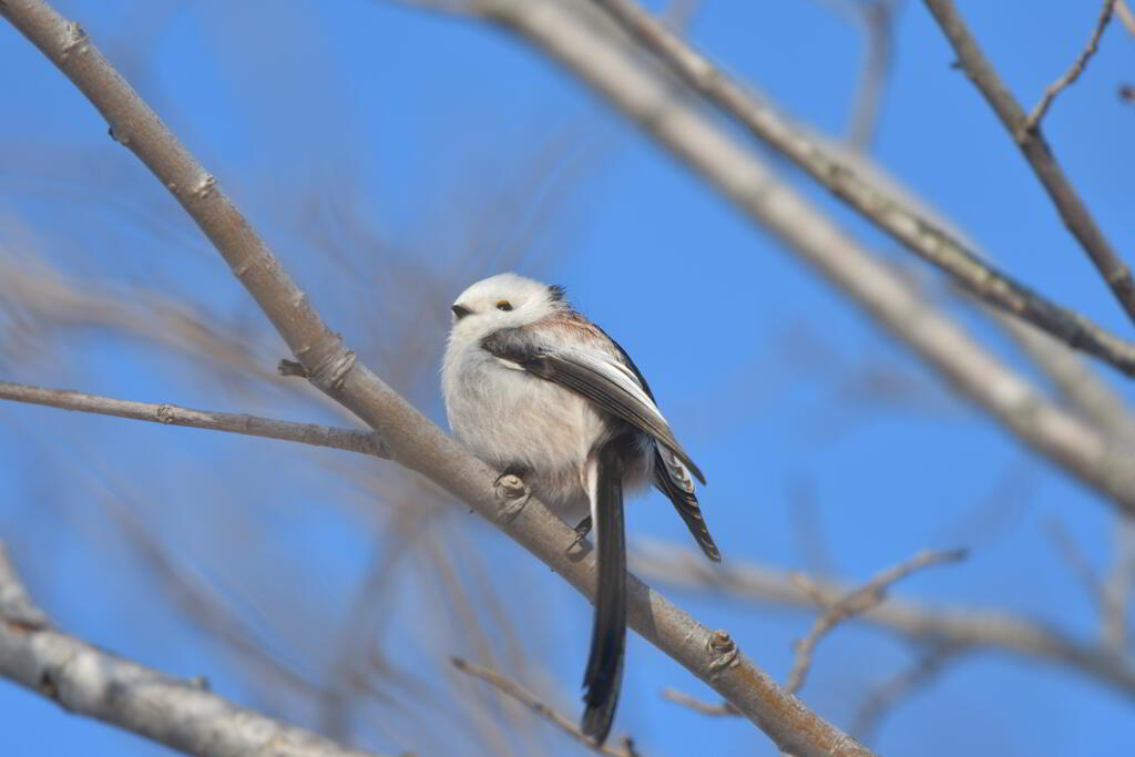 天使もまどろむ
