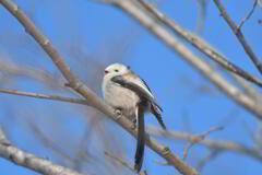 天使もまどろむ