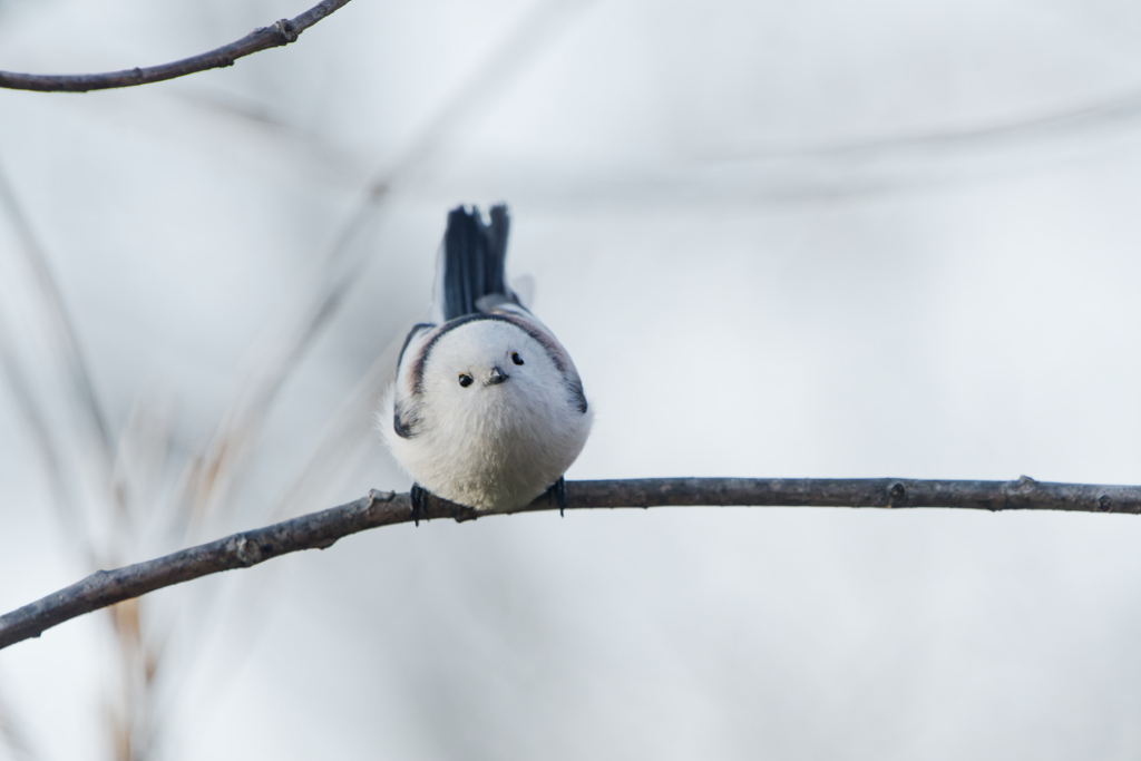 ホワイトチョコボール