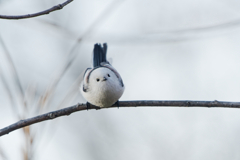 ホワイトチョコボール