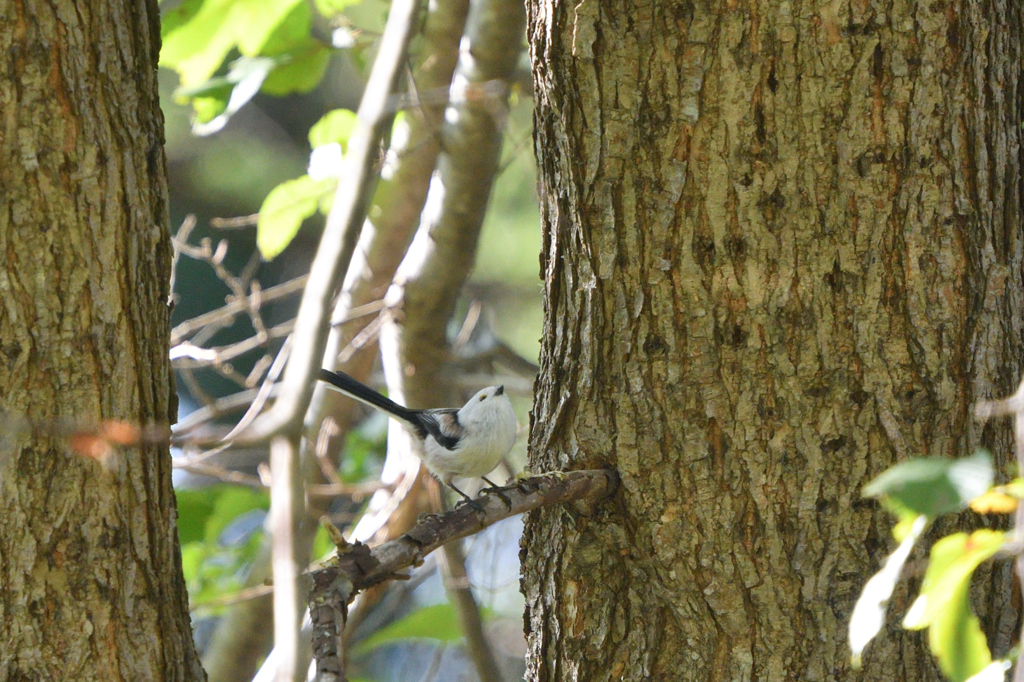 ハッピーポーズ