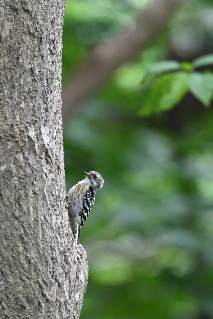 小さな啄木鳥