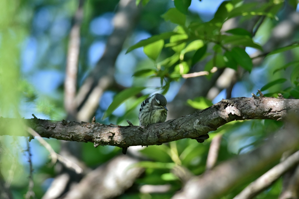 守ってあげたい