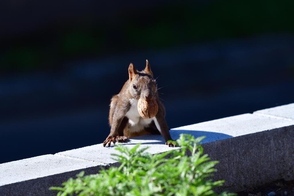 秋の陽ざしが眩しくて