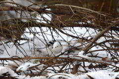 ぽかぽか小春日