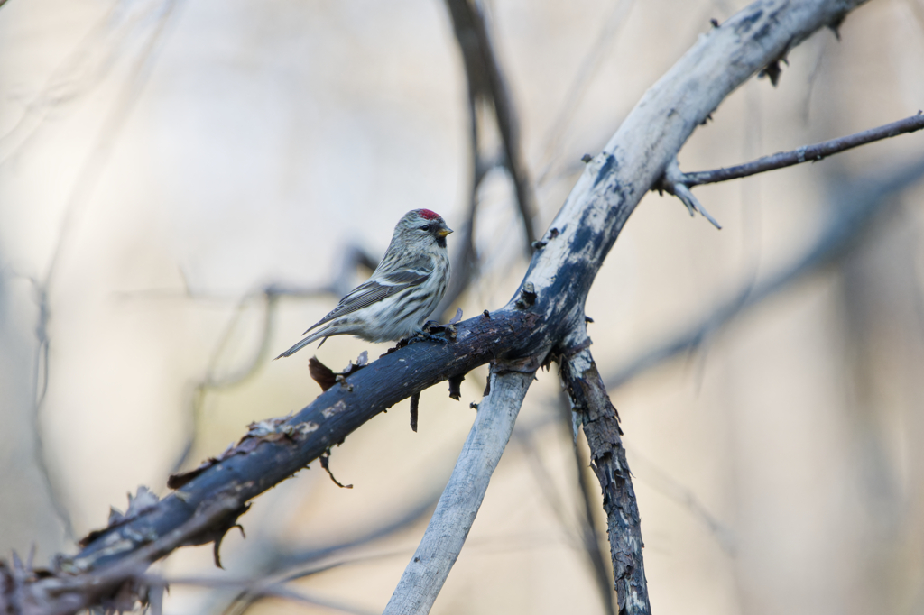 おすましヒワ子