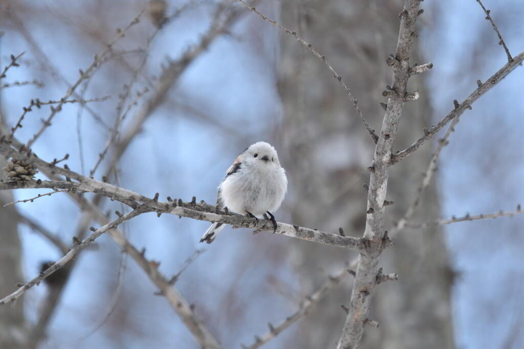 チャーミー天使