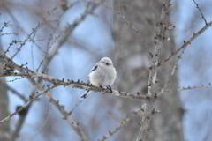 チャーミー天使