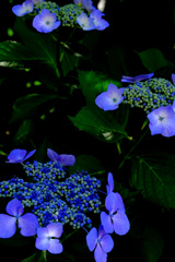 打上げ花火