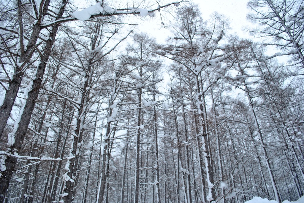 冬のシンフォニー