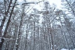 冬のシンフォニー