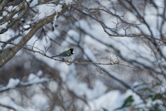 雪の季節がやってきた