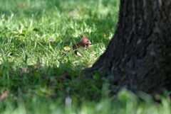 そっとのぞいて