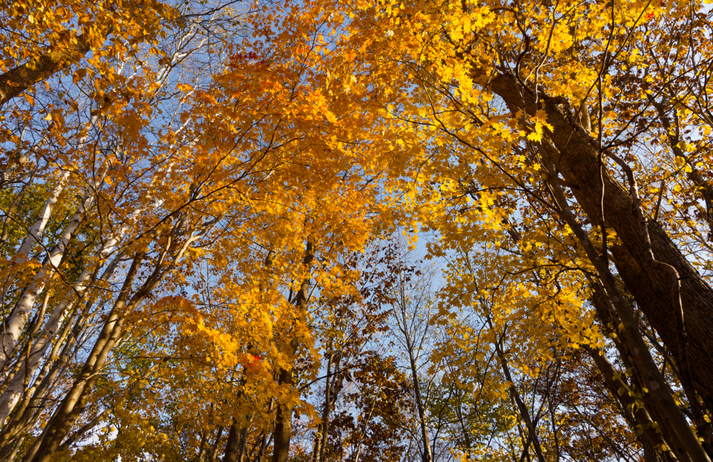 晩秋コンチェルト