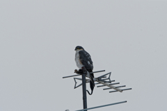 日曜のアンテナ