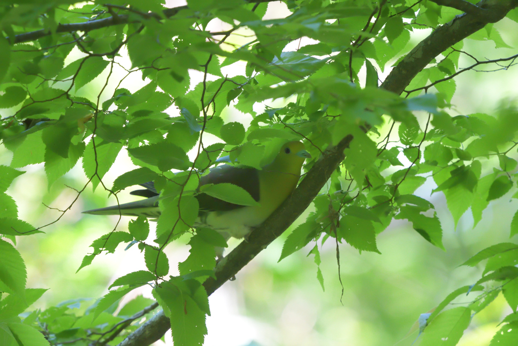 鳩も鳴かずば撃たれまい