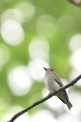 晴れなのに