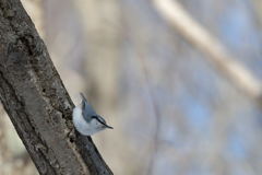 リズミカル