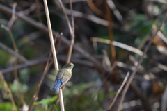 青い鳥探し