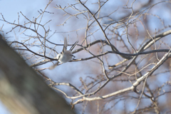 師走の天使