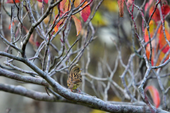 紅葉狩