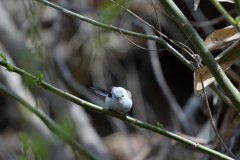 季節外れの雪だるま